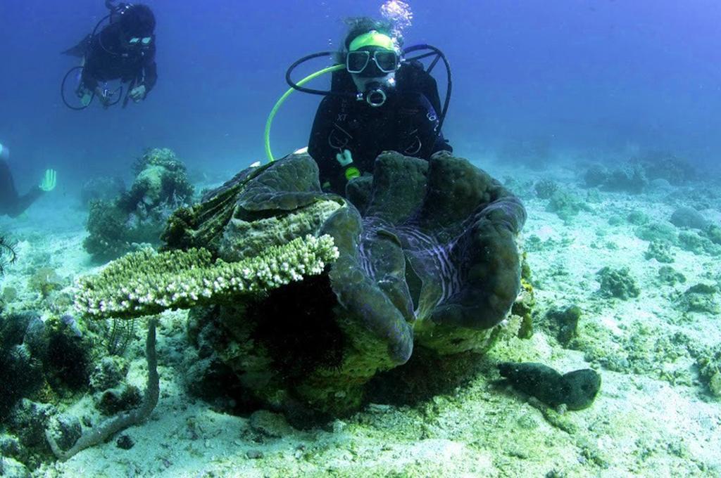 Marco Vincent Dive Resort Puerto Galera Eksteriør bilde