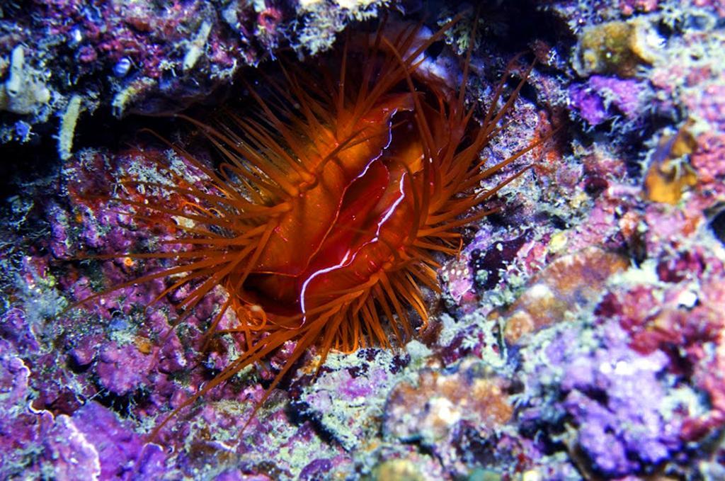 Marco Vincent Dive Resort Puerto Galera Eksteriør bilde