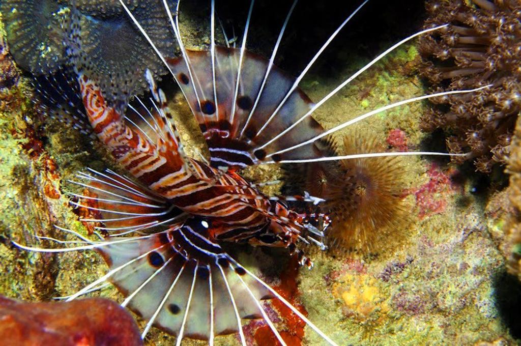 Marco Vincent Dive Resort Puerto Galera Eksteriør bilde