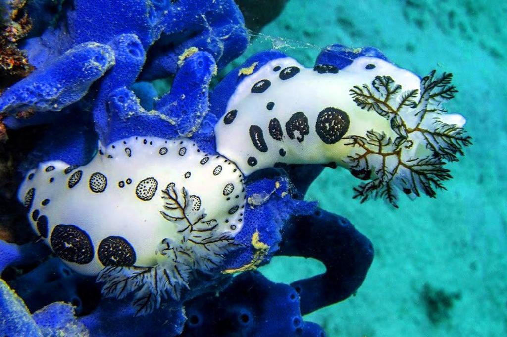Marco Vincent Dive Resort Puerto Galera Eksteriør bilde